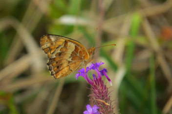 Variegated Fritillary